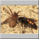 Anoplius viaticus - wegwespe-13.jpg